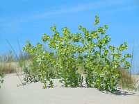 Euphorbia paralias 33, Zeewolfsmelk, Saxifraga-Ed Stikvoort