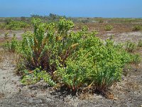 Euphorbia paralias 36, Zeewolfsmelk, Saxifraga-Ed Stikvoort