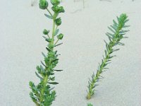 Euphorbia paralias 37, Zeewolfsmelk, Saxifraga-Ed Stikvoort