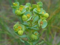 Euphorbia paralias 39, Zeewolfsmelk, Saxifraga-Ed Stikvoort