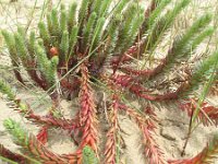 Euphorbia paralias 42, Zeewolfsmelk, Saxifraga-Rutger Barendse