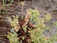 Euphorbia paralias 47, Zeewolfsmelk, Saxifraga-Rutger Barendse