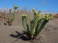 Euphorbia paralias 49, Zeewolfsmelk, Saxifraga-Ed Stikvoort