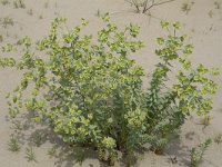 Euphorbia paralias 50, Zeewolfsmelk, Saxifraga-Willem van Kruijsbergen