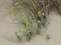 Euphorbia paralias 52, Zeewolfsmelk, Saxifraga-Willem van Kruijsbergen