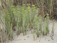 Euphorbia paralias 53, Zeewolfsmelk, Saxifraga-Willem van Kruijsbergen