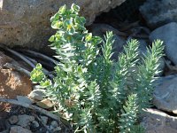 Euphorbia paralias 6, Zeewolfsmelk, Saxifraga-Jasenka Topic