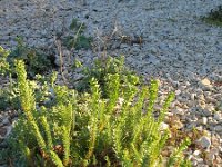 Euphorbia paralias 8, Zeewolfsmelk, Saxifraga-Jasenka Topic
