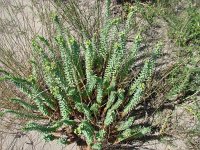 Euphorbia paralias 9, Zeewolfsmelk, Saxifraga-Jasenka Topic
