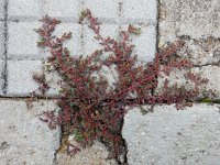 Euphorbia peplis 4, Saxifraga-Ed Stikvoort
