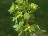 Euphorbia peplus 2, Tuinwolfsmelk, Saxifraga-Marijke Verhagen