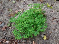 Euphorbia peplus 3, Tuinwolfsmelk, Saxifraga-Ed Stikvoort