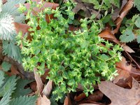 Euphorbia peplus 4, Tuinwolfsmelk, Saxifraga-Rutger Barendse