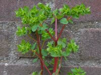 Euphorbia peplus 8, Tuinwolfsmelk, Saxifraga-Ed Stikvoort