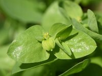Euphorbia peplus 8, Tuinwolfsmelk, Saxifraga-Sonja Bouwman