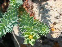 Euphorbia pithyusa 1, Saxifraga-Jeroen Willemsen