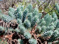 Euphorbia pithyusa 2, Saxifraga-Peter Meininger