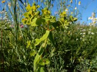 Euphorbia platyphyllos 14, Brede wolfsmelk, Saxifraga-Ed Stikvoort