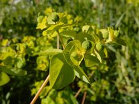 Euphorbia platyphyllos 15, Brede wolfsmelk, Saxifraga-Ed Stikvoort