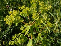 Euphorbia platyphyllos 16, Brede wolfsmelk, Saxifraga-Ed Stikvoort