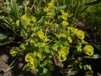 Euphorbia platyphyllos 21, Brede wolfsmelk, Saxifraga-Ed Stikvoort