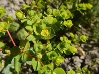 Euphorbia platyphyllos 25, Brede wolfsmelk, Saxifraga-Ed Stikvoort