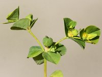 Euphorbia platyphyllos 5, Brede wolfsmelk, Saxifraga-Peter Meininger