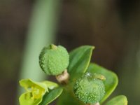 Euphorbia platyphyllos 6, Brede wolfsmelk, Saxifraga-Rutger Barendse