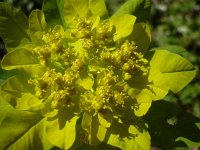 Euphorbia polychroma 4, Saxifraga-Jasenka Topic