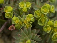 Euphorbia portlandica 2, Saxifraga-Jan van der Straaten