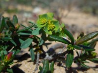 Euphorbia portlandica 6, Saxifraga-Ed Stikvoort