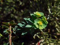 Euphorbia portlandica 8, Saxifraga-Ed Stikvoort