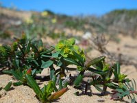 Euphorbia portlandica 9, Saxifraga-Ed Stikvoort
