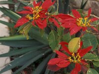 Euphorbia pulcherrima 1, Saxifraga-Piet Zomerdijk