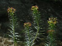 Euphorbia rigida