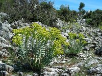 Euphorbia rigida 2, Saxifraga-Ed Stikvoort