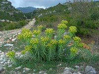 Euphorbia rigida 3, Saxifraga-Ed Stikvoort