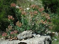 Euphorbia rigida 4, Saxifraga-Ed Stikvoort
