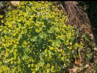 Euphorbia segetalis 1, Saxifraga-Piet Zomerdijk