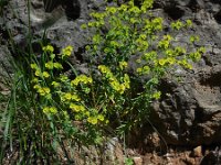 Euphorbia segetalis 2, Saxifraga-Ed Stikvoort