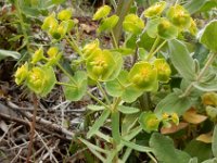 Euphorbia segetalis 5, Korenwolfsmelk, Saxifraga-Ed Stikvoort