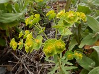 Euphorbia segetalis 6, Saxifraga-Ed Stikvoort