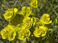 Euphorbia seguieriana 2, Zandwolfsmelk, Saxifraga-Willem van Kruijsbergen