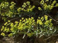 Euphorbia seguieriana 6, Zandwolfsmelk, Saxifraga-Jan van der Straaten