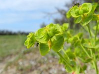 Euphorbia seguieriana 8, Zandwolfsmelk, Saxifraga-Rutger Barendse