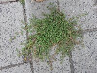 Euphorbia serpens 11, Gladde wolfsmelk, Saxifraga-Ed Stikvoort