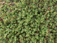 Euphorbia serpens 15, Gladde wolfsmelk, Saxifraga-Ed Stikvoort