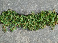 Euphorbia serpens 2, Saxifraga-Ed Stikvoort