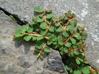 Euphorbia serpens 4, Gladde wolfsmelk, Saxifraga-Ed Stikvoort