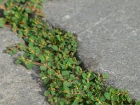 Euphorbia serpens 5, Saxifraga-Ed Stikvoort